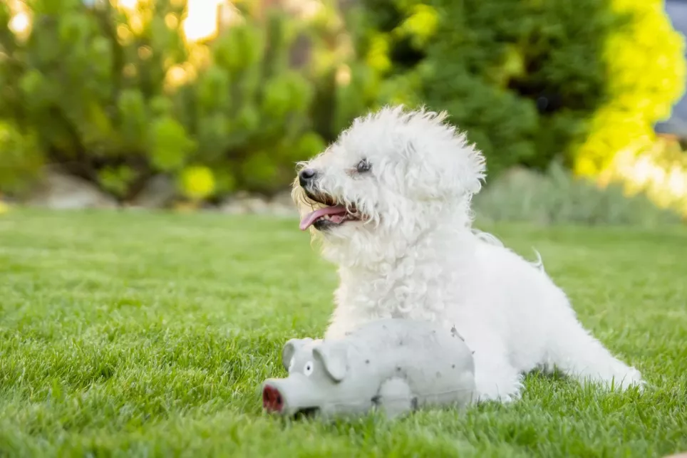 Sød Bichon Frise slapper af med sit hundelegetøj i haven